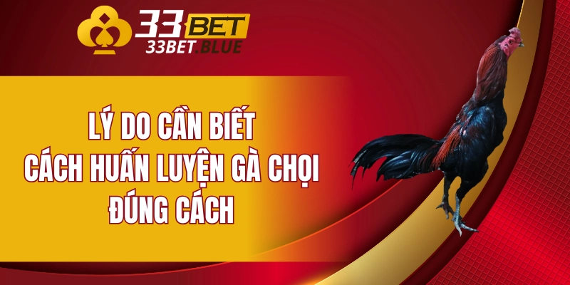 Lý do cần biết cách huấn luyện gà chọi đúng cách