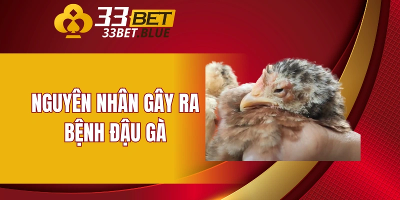 Nguyên nhân gây ra bệnh đậu gà