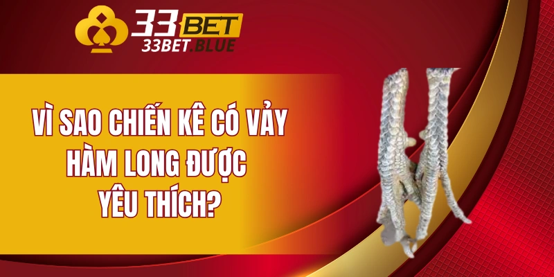 Vì sao chiến kê có vảy hàm long được yêu thích?